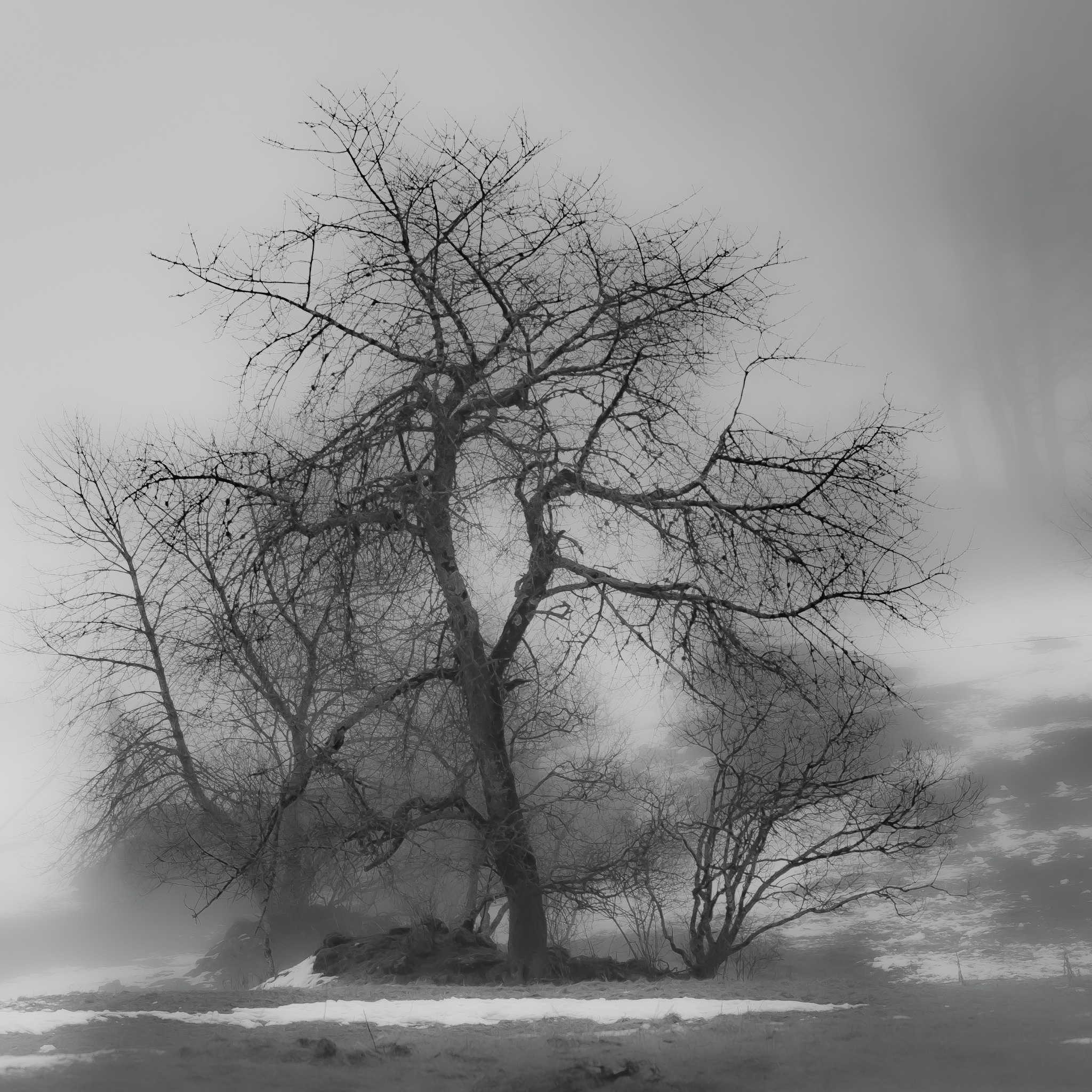 L’œuvre du vivant