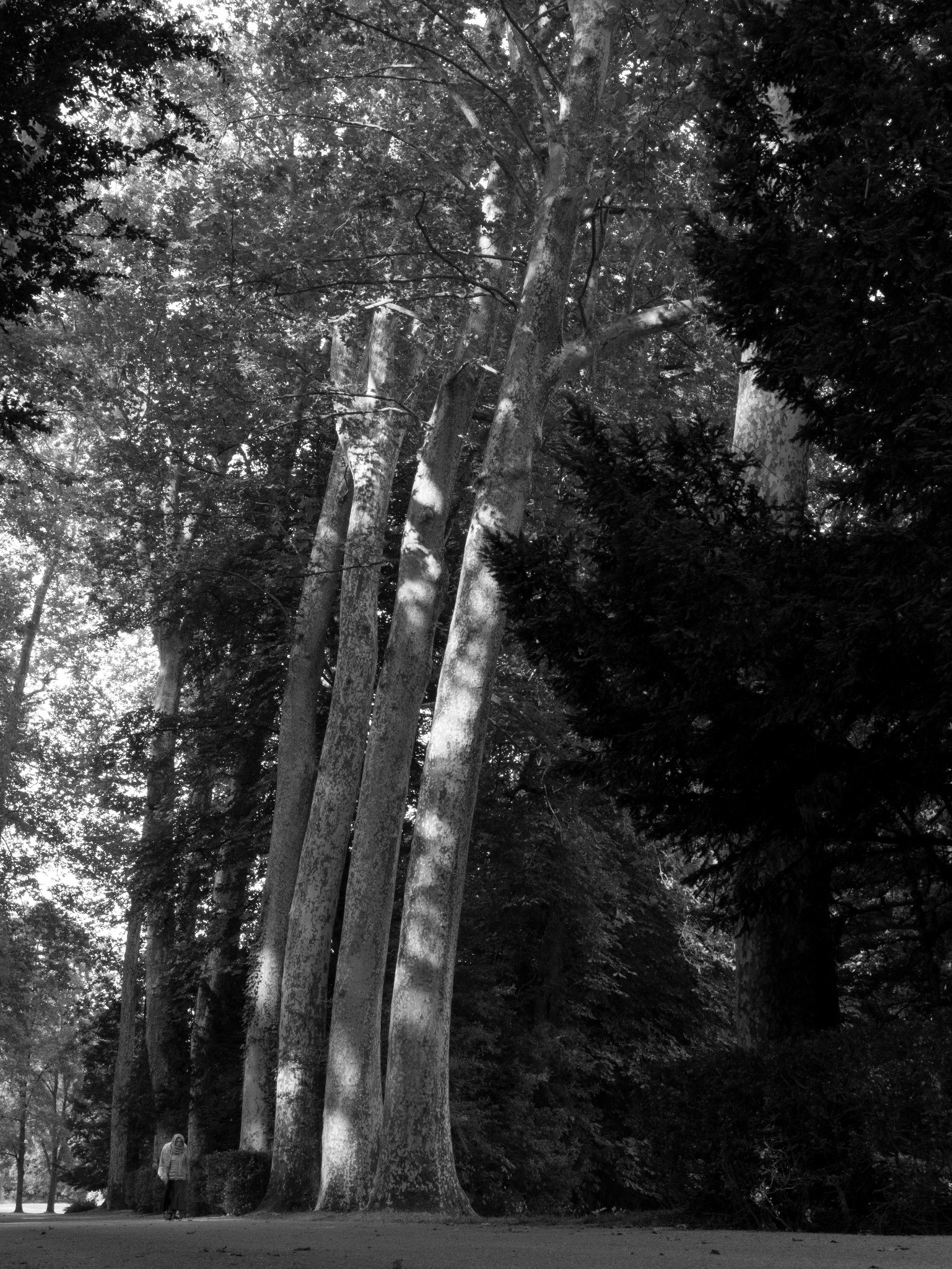 Une personne âgée au pied de grands arbres