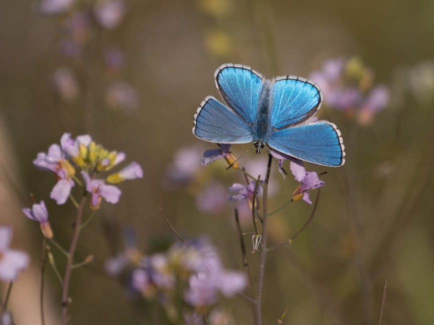 L’Azur Éphémère