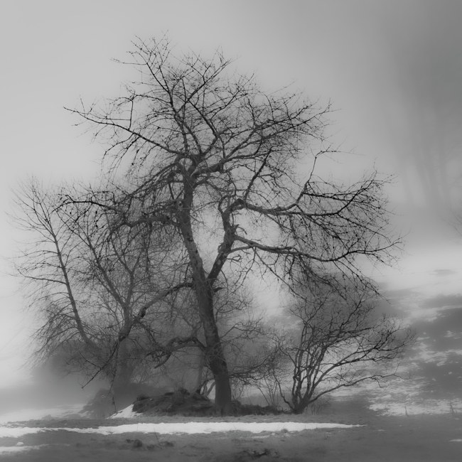 L’œuvre du vivant