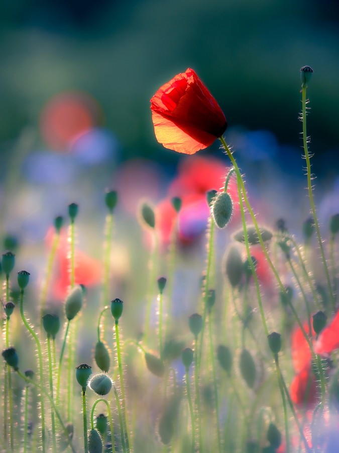 L’Éclat fragile