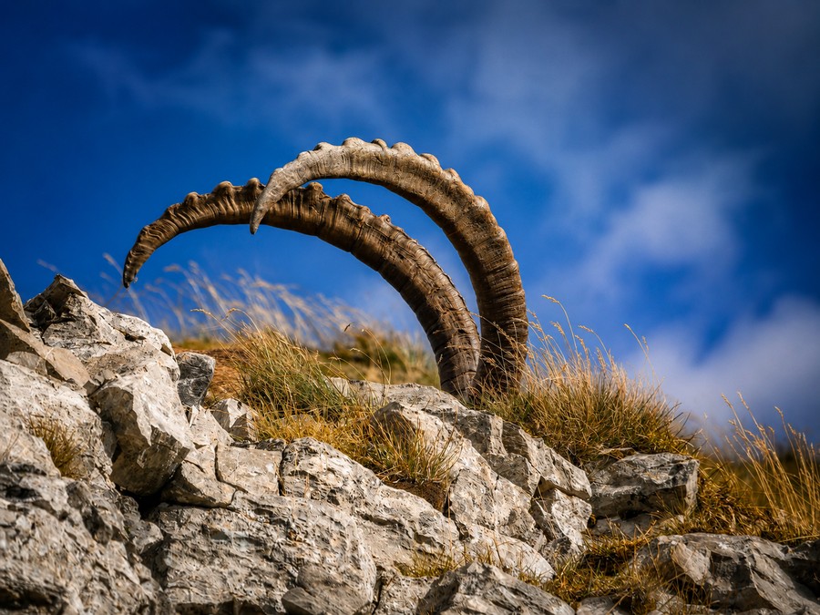 Le Cercle des cimes